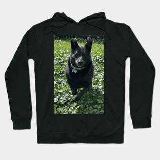 Happy Dog Hoodie